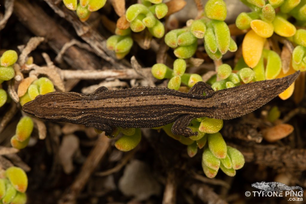 Cryptactites peringueyi | Salt Marsh Gecko | Tyrone Ping