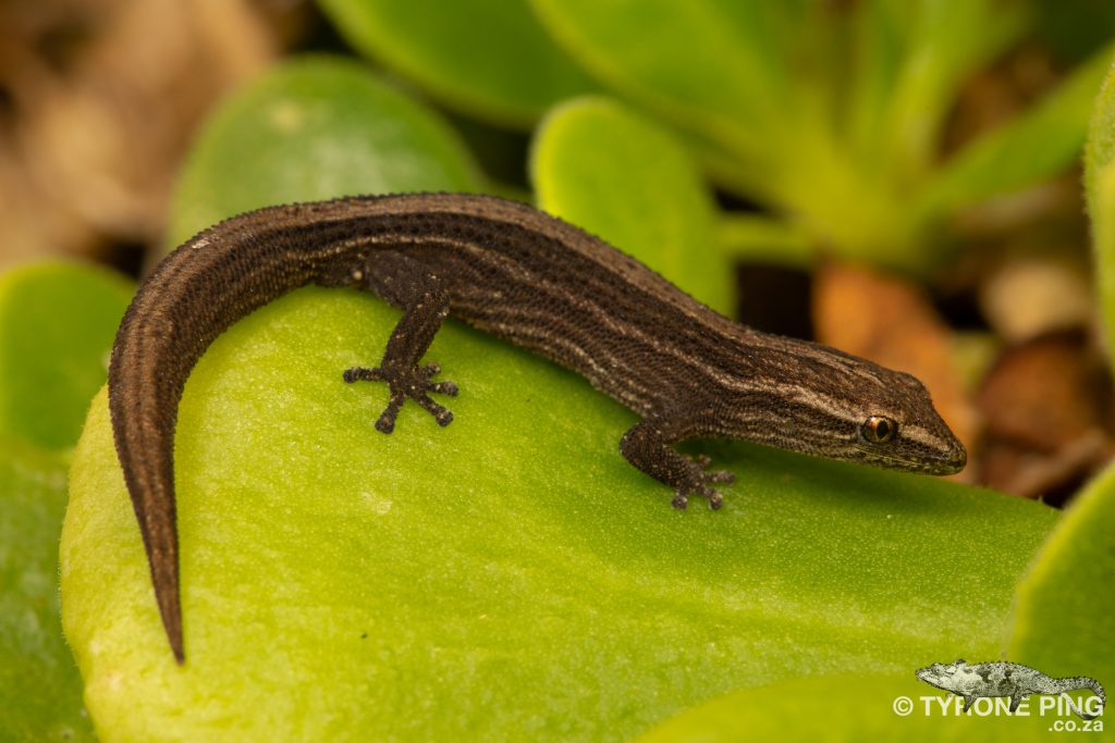 Cryptactites peringueyi | Salt Marsh Gecko | Tyrone Ping