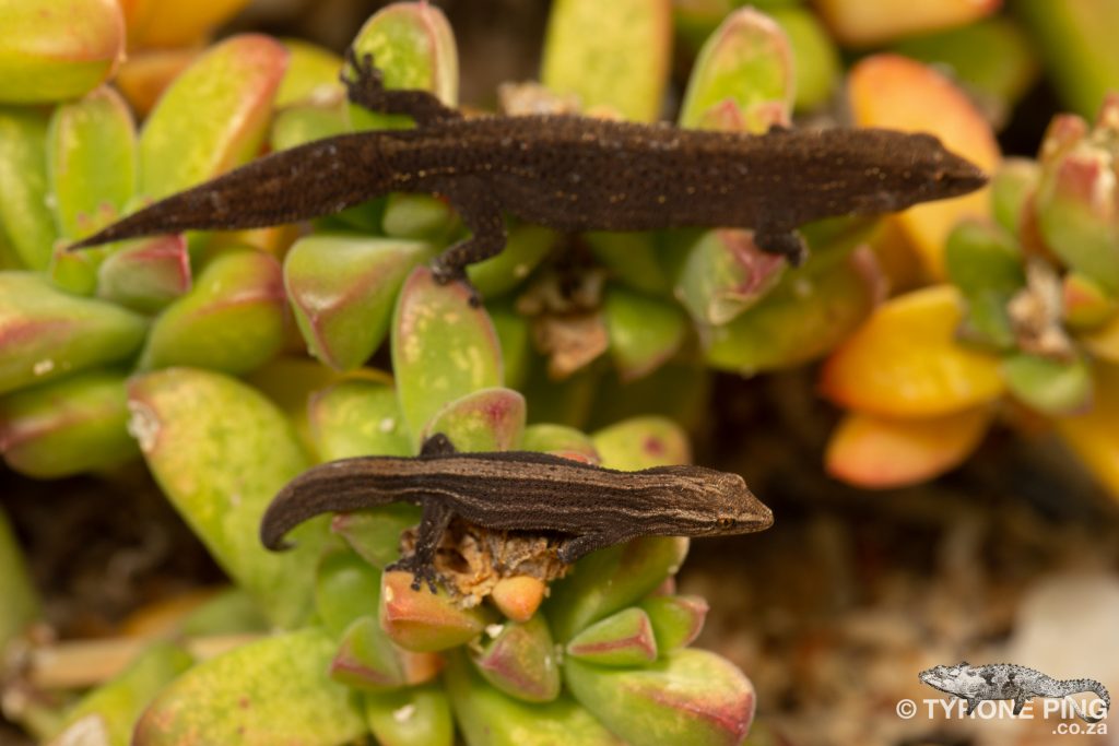 Cryptactites peringueyi | Salt Marsh Gecko | Tyrone Ping