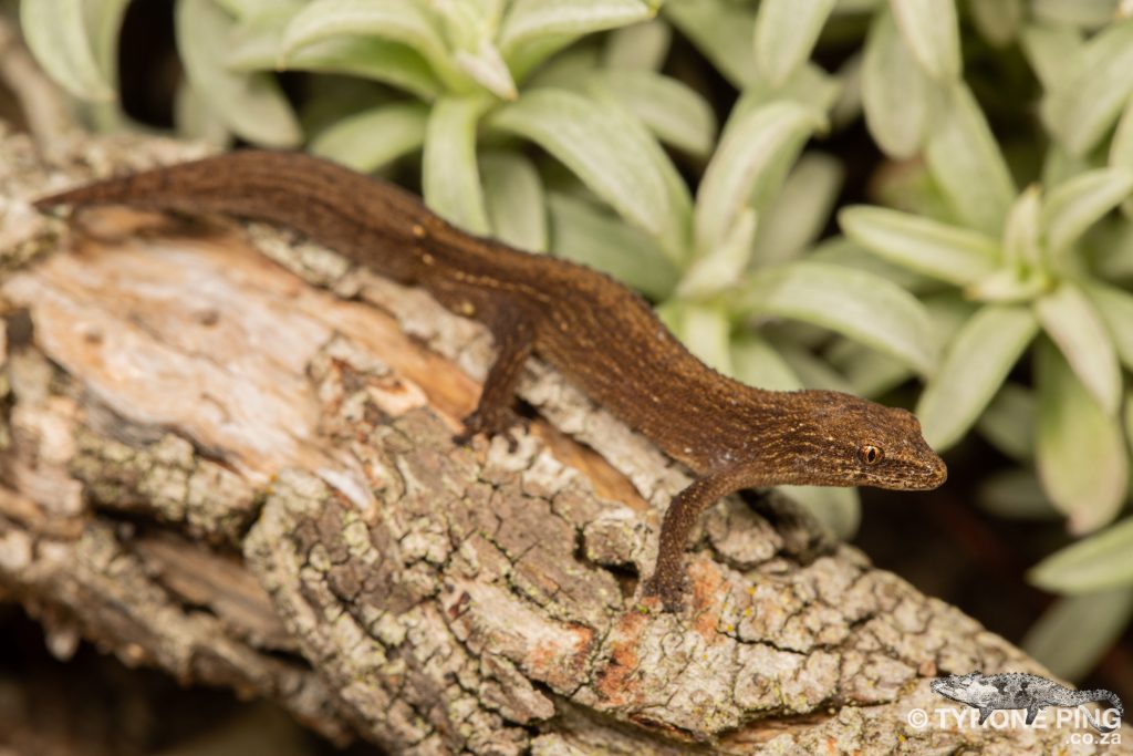 Cryptactites peringueyi | Salt Marsh Gecko | Tyrone Ping