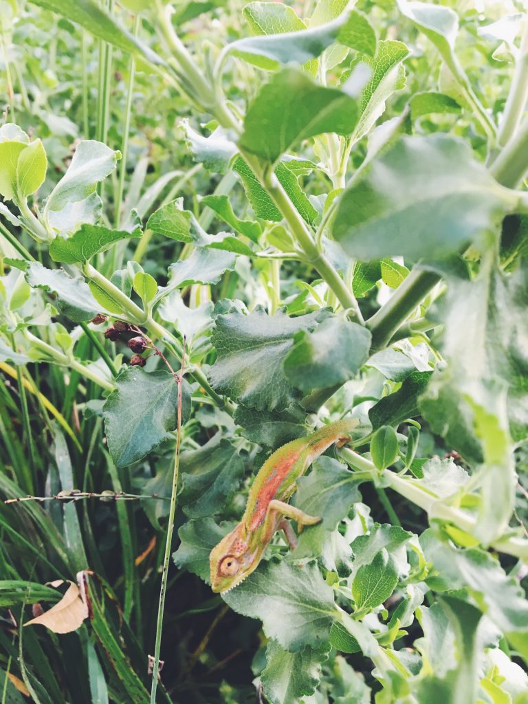 Cape Dwarf Chameleon - Tyrone Ping1