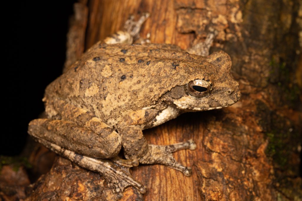 Foam Nest Frog | Chiromantis xerampelina | Tyrone Ping