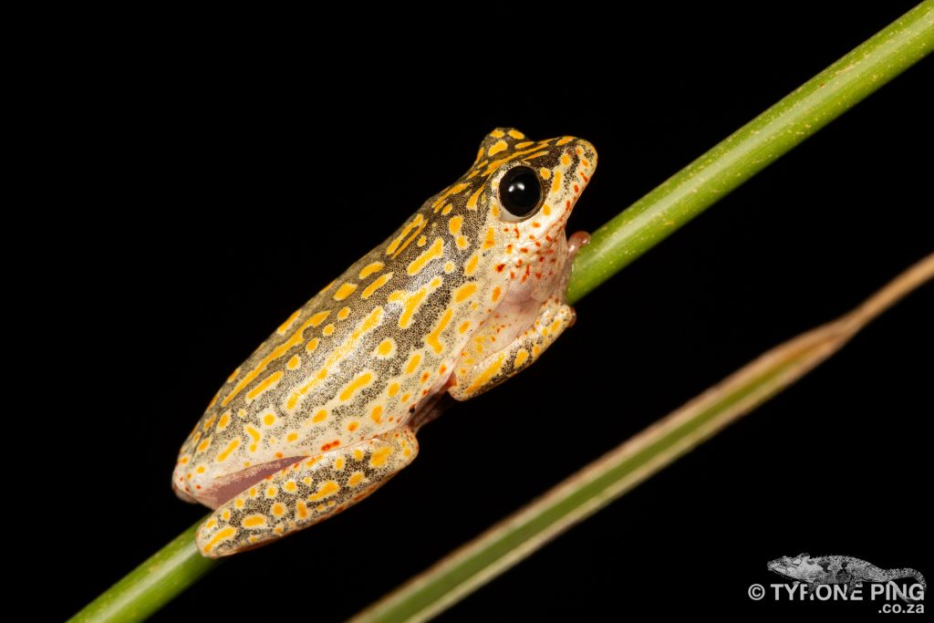 Painted Reed Frog | Hyperolius marmoratus taeniatus | tyrone Ping