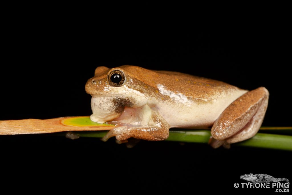 Painted Reed Frog | Hyperolius marmoratus taeniatus | tyrone Ping
