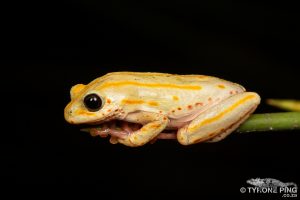 Painted Reed Frog | Hyperolius marmoratus taeniatus | tyrone Ping