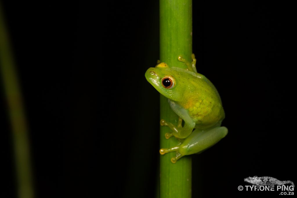 Hyperolius pusillus | Water Lilly Frog | tyrone Ping
