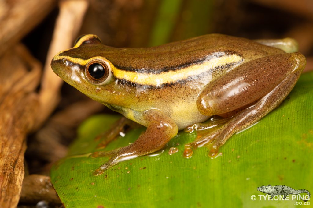 Hyperolius argus | Argus Reed Frog | Tyrone Ping