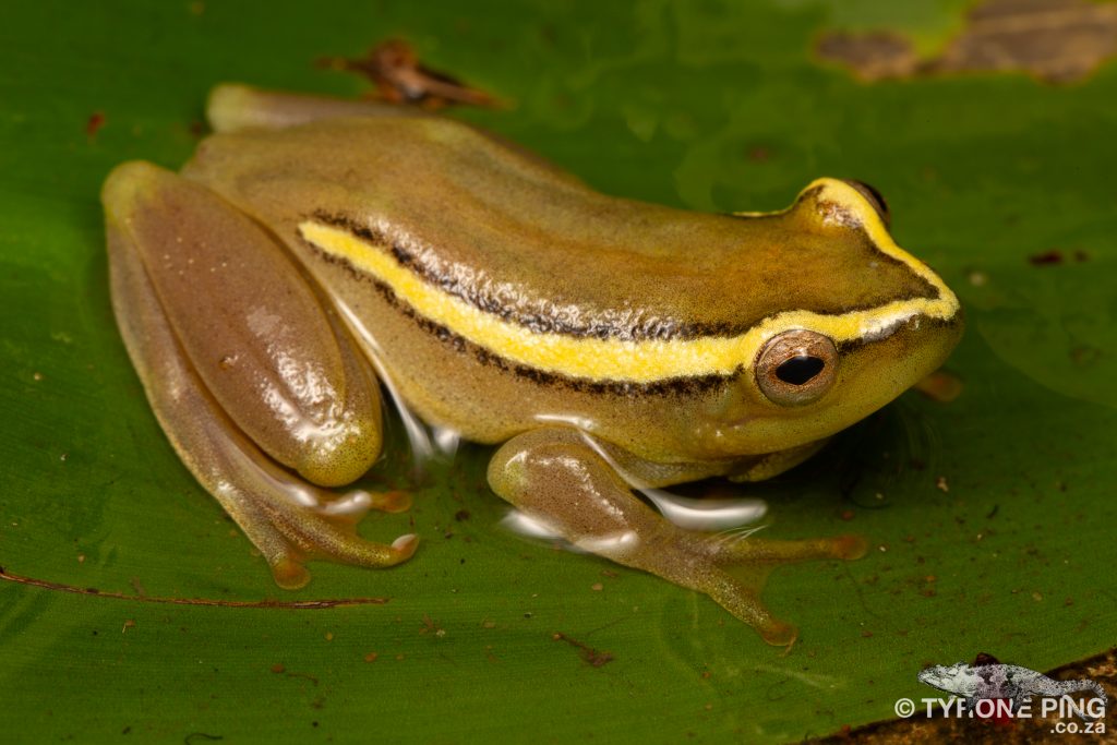 Hyperolius argus | Argus Reed Frog | Tyrone Ping