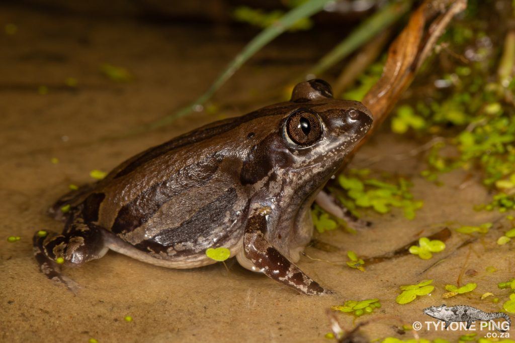 Kassina senegalensis| Bubbling Kassina | Tyrone Ping