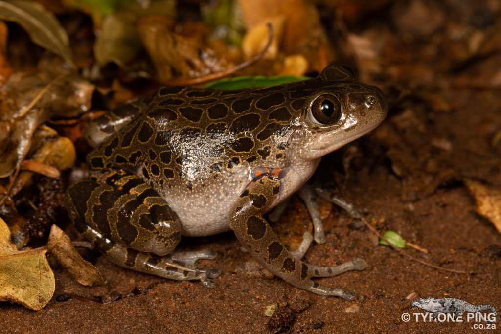 Phlyctimantis maculatus - | Red Legged Running Frog | Tyrone Ping