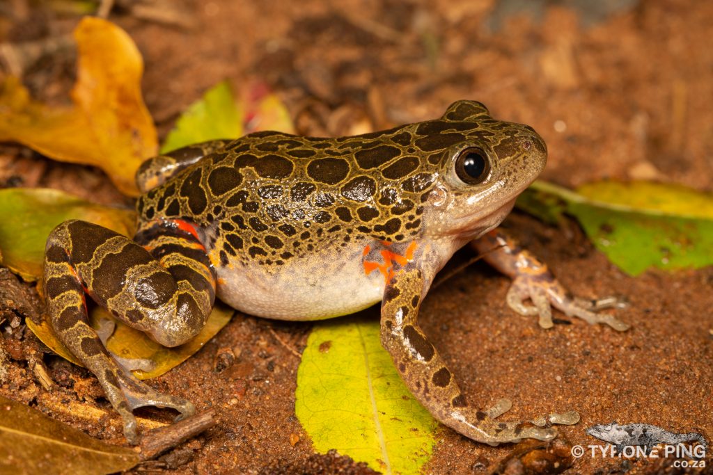 Phlyctimantis maculatus - | Red Legged Running Frog | Tyrone Ping