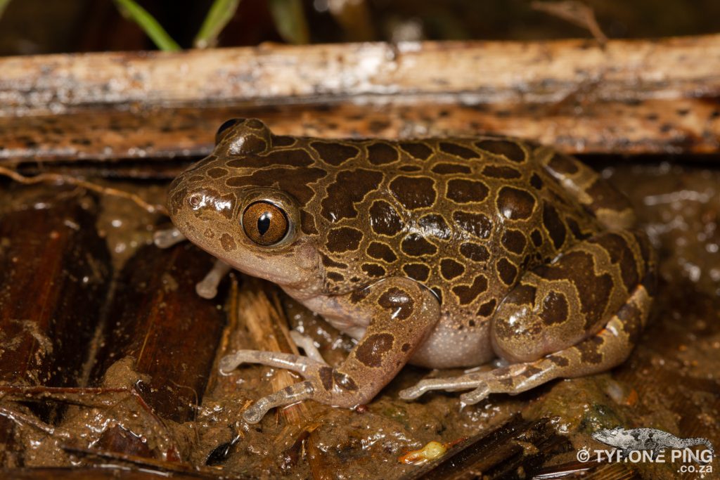 Phlyctimantis maculatus - | Red Legged Running Frog | Tyrone Ping