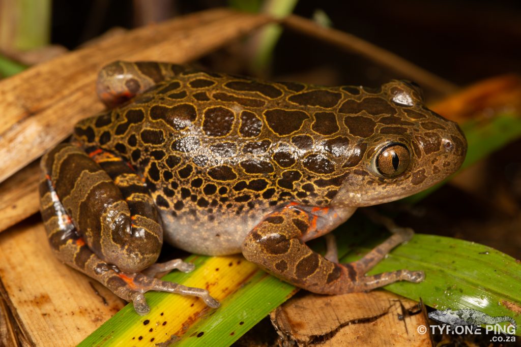 Phlyctimantis maculatus - | Red Legged Running Frog | Tyrone Ping