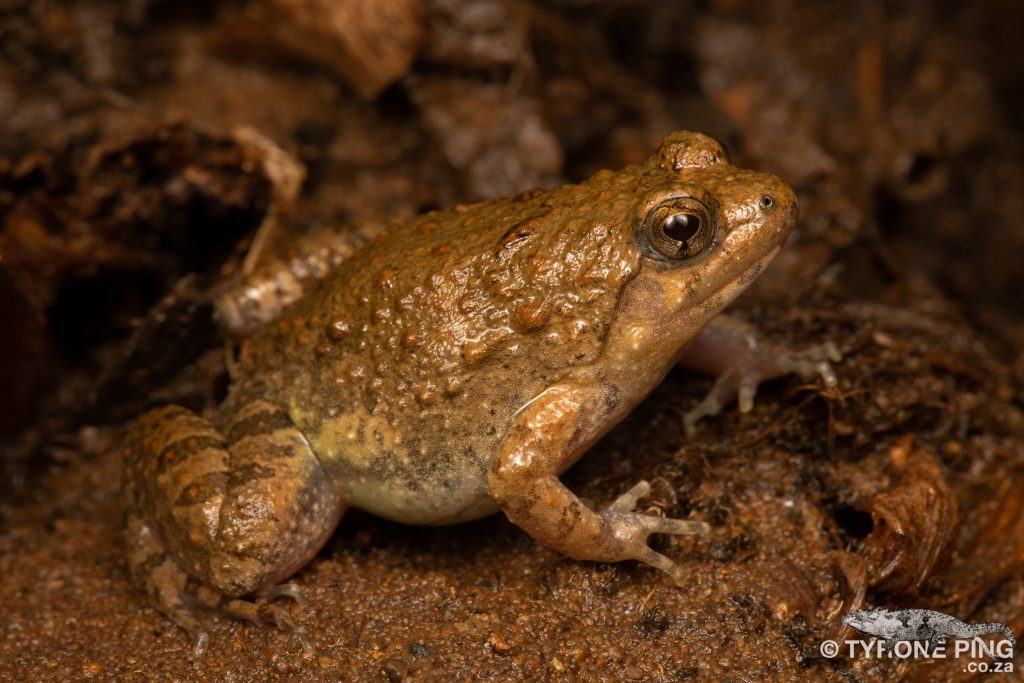 Phrynobatrachus natalensis | Snoring Puddle Frog | Tyrone Ping
