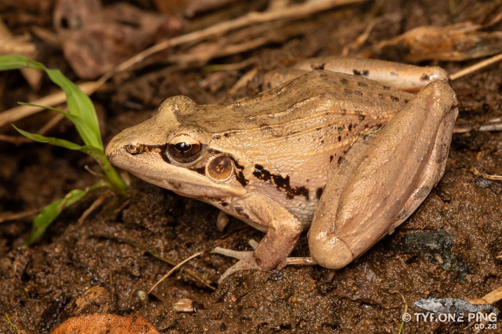Ptychadena anchietae |Plain Grass Frog | tyrone Ping