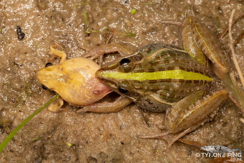 Ptychadena mossambica - Broad-Banded Grass | Tyrone Ping