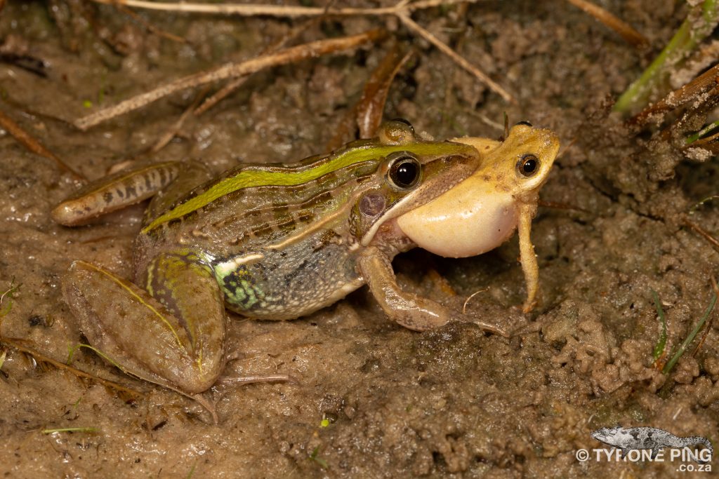 Ptychadena mossambica - Broad-Banded Grass | Tyrone Ping