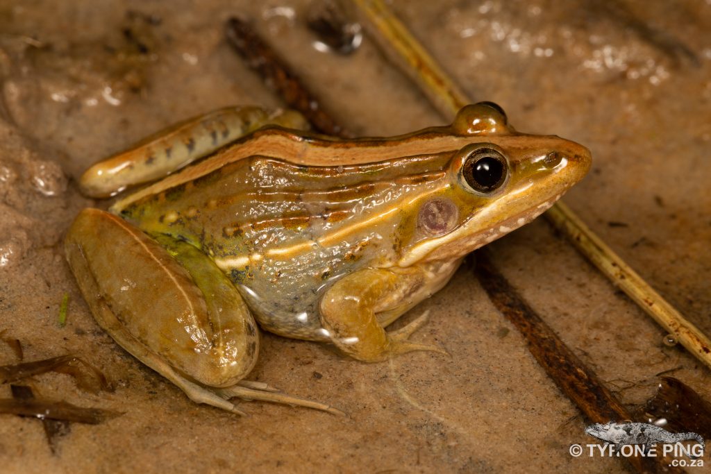 Ptychadena mossambica - Broad-Banded Grass | Tyrone Ping