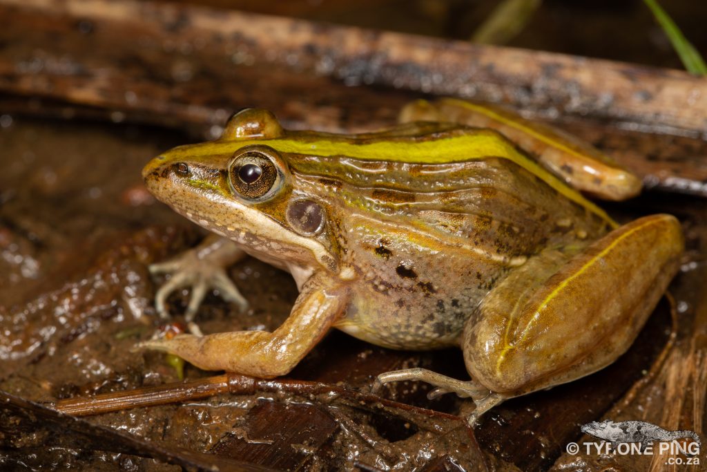 Ptychadena mossambica - Broad-Banded Grass | Tyrone Ping