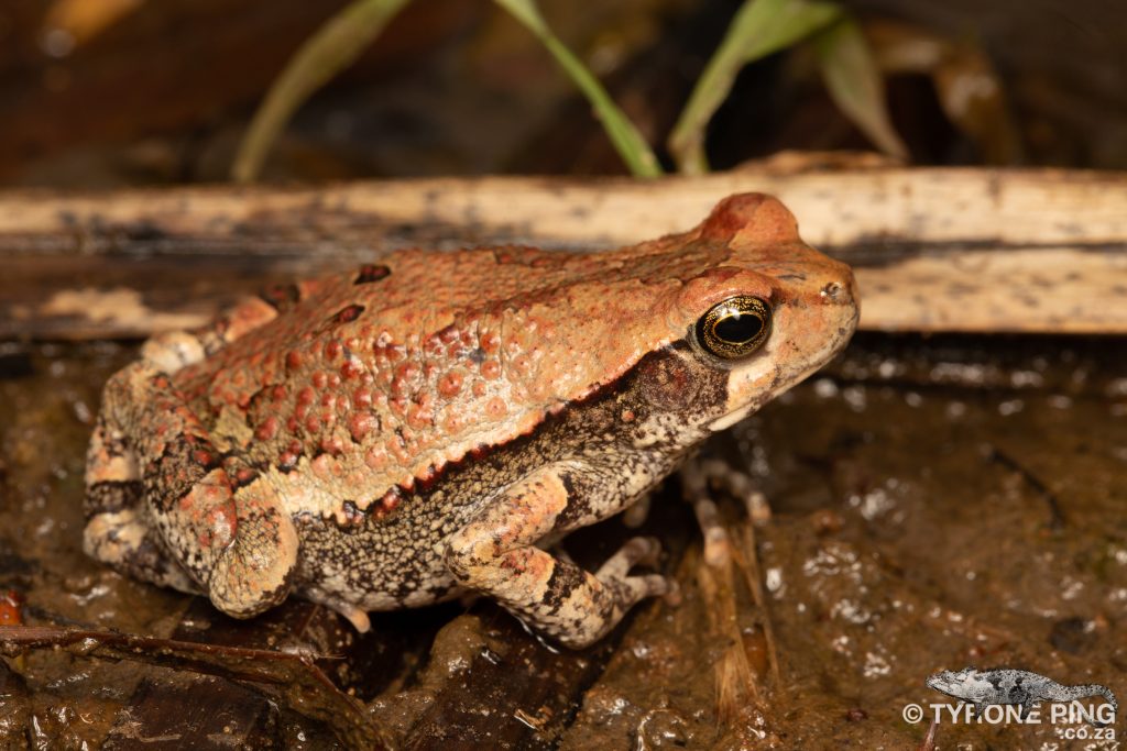 Schismaderma carens | Red Toad | Tyrone Ping