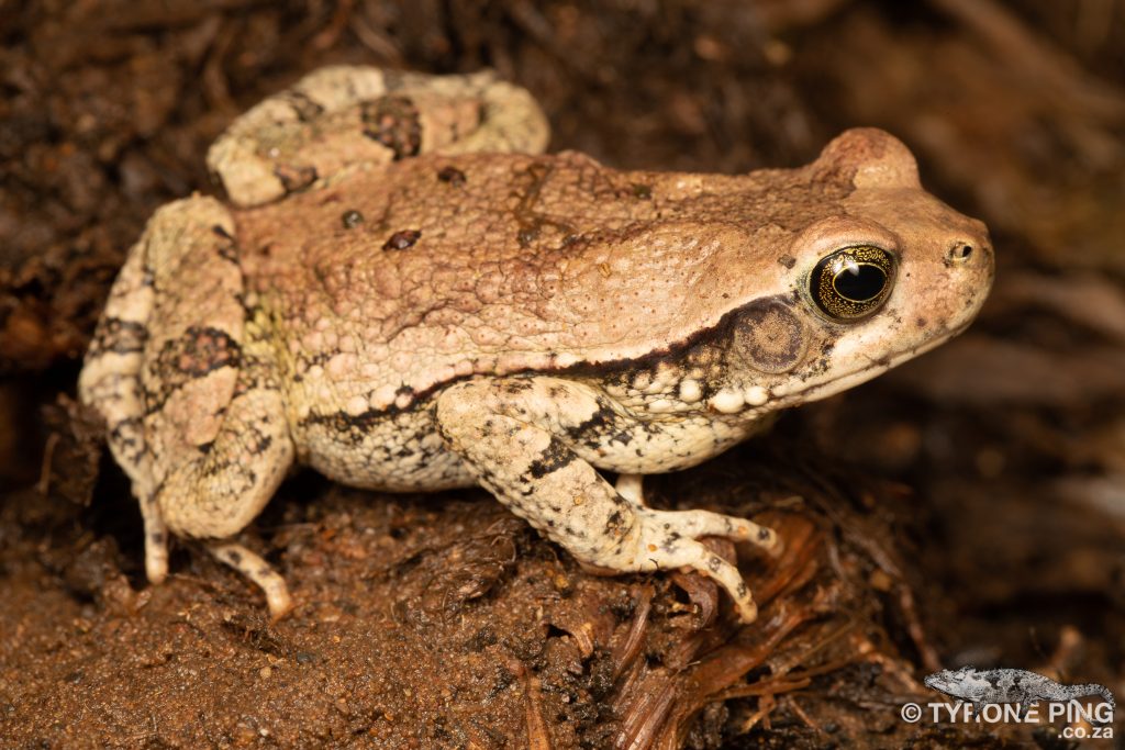 Schismaderma carens | Red Toad | Tyrone Ping