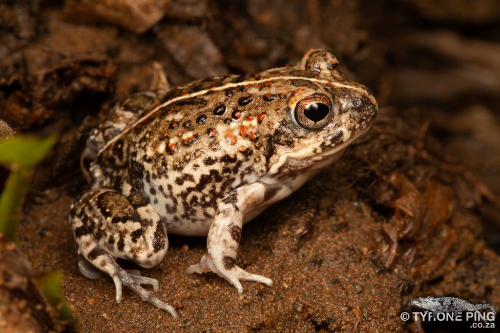 Tomopterna cryptotis | Tremolo Sand Frog | Tyrone Ping