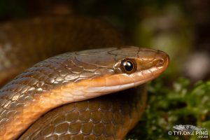 Lycodonomorphus rufulus | Brown Water Snake | Tyrone Ping