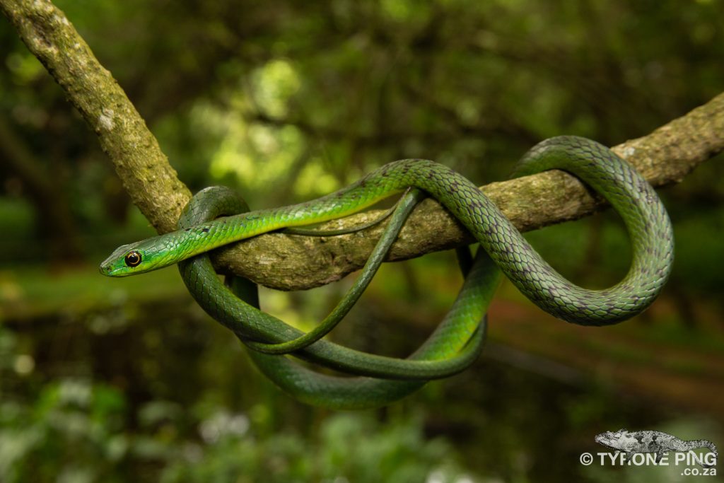 Philothamnus natalensis natalensis - Eastern Natal Green Snake