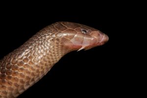 Bibron’s Stiletto Snake (Atractaspis bibronii)