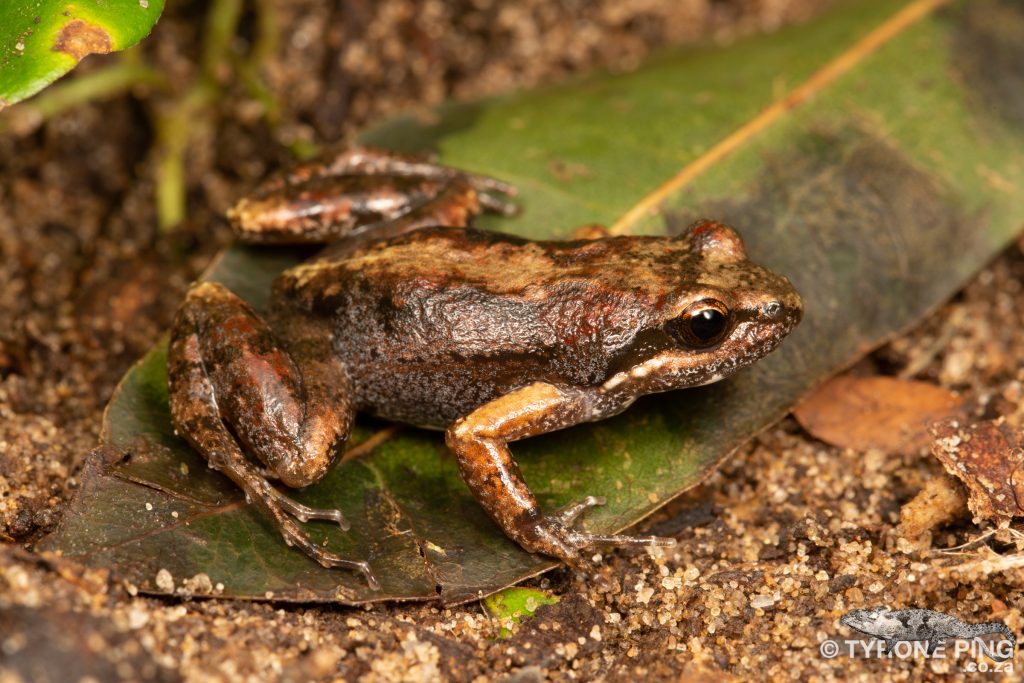 Cacosternum nanogularum - Kwazulu Caco