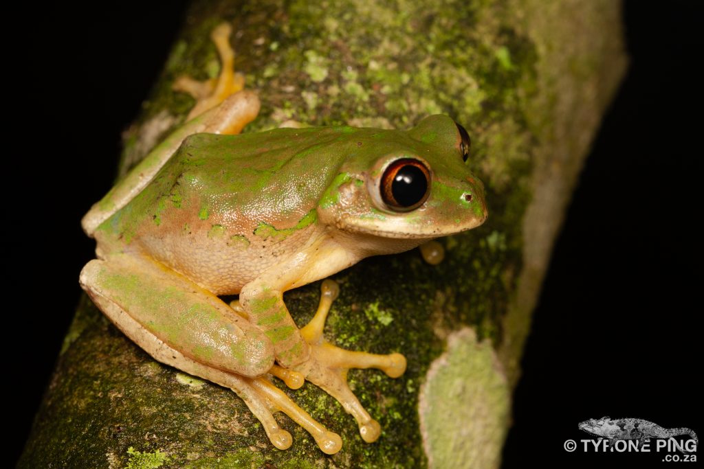 Leptopelis-natalensis_Natal_Forest_Tree_Frog