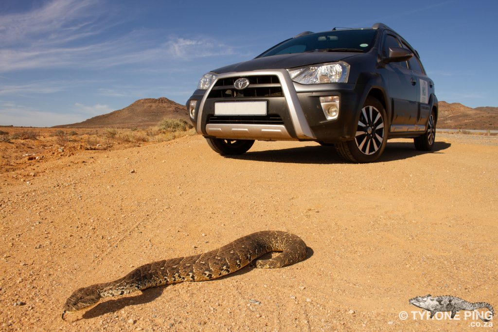 Puff Adder - Bitis arietans_Tyrone_Ping_2018