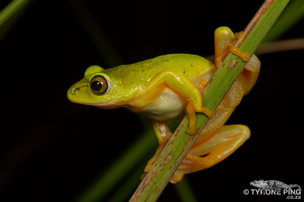 Hyperolius tuberilinguis_Tinker Reed Frog_Tyrone_Ping_2019