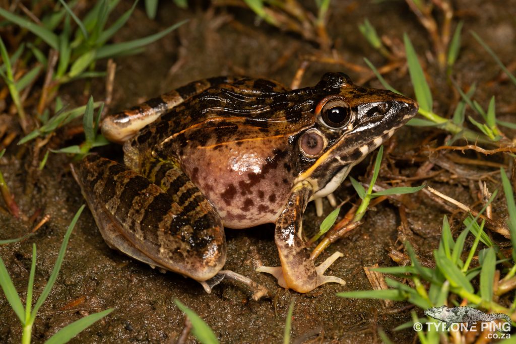 Sharp nosed Grass Frog_Ptychadena oxyrhynchus_Tyrone_Ping_2019