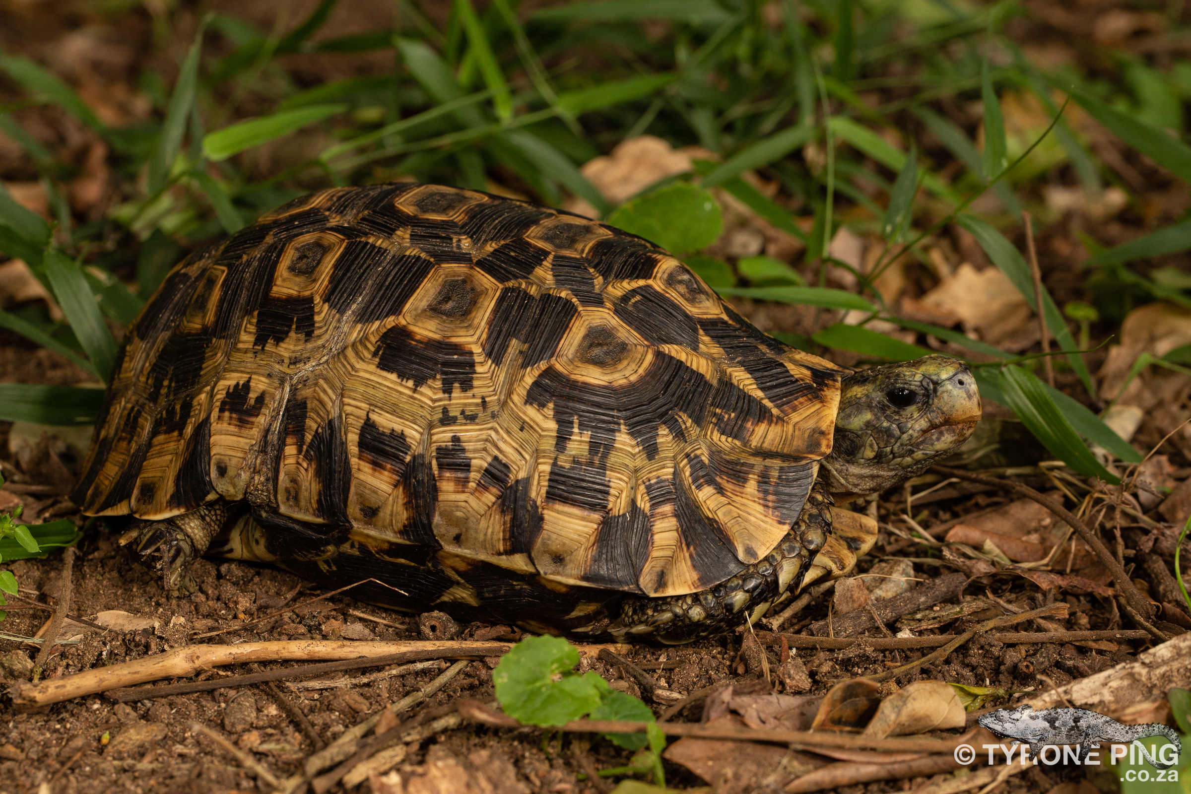Kinixys zombensis - Eastern Hinged Back Tortoise