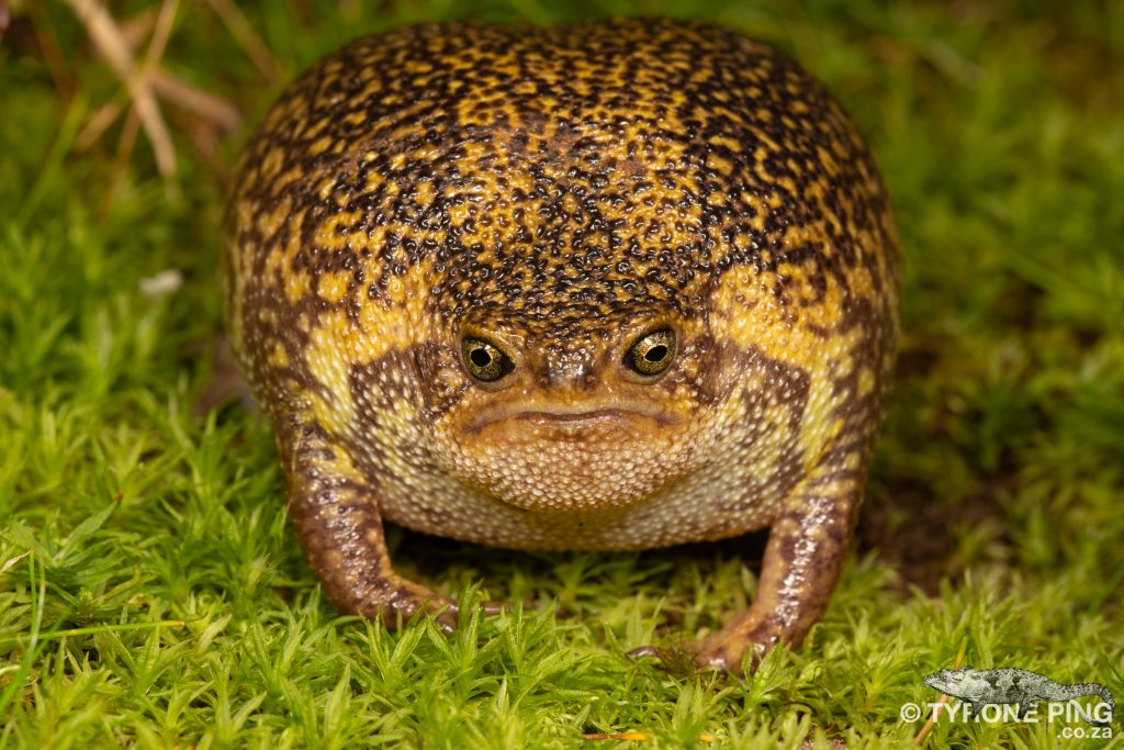 Breviceps verrucosus - Plaintive Rain Frog