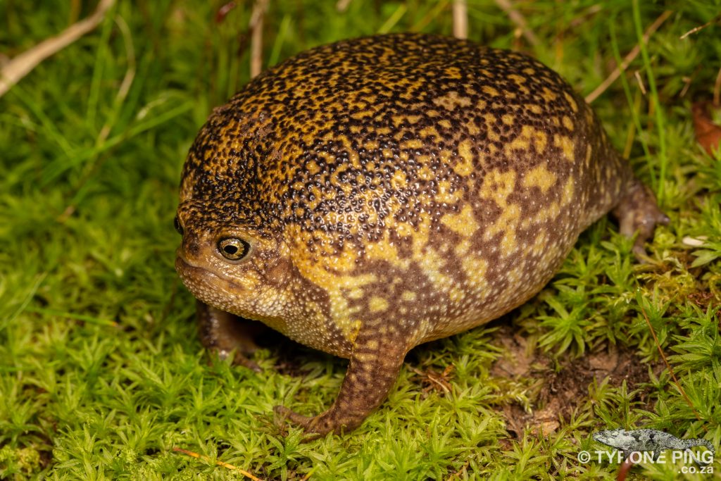 Breviceps verrucosus - Plaintive Rain Frog