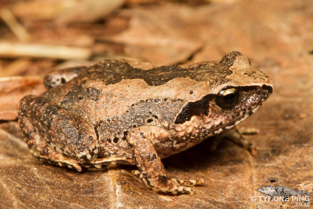 Arthroleptis wahlbergii