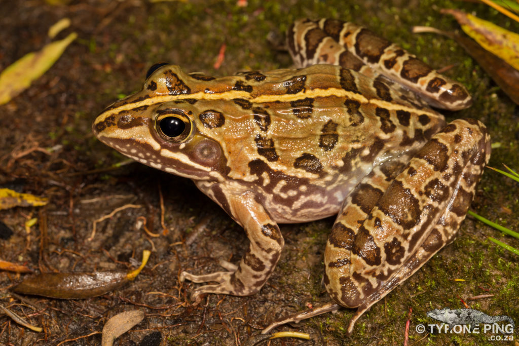 Common_River_Frog_Amietia delalandii_Tyrone_Ping_2018-4