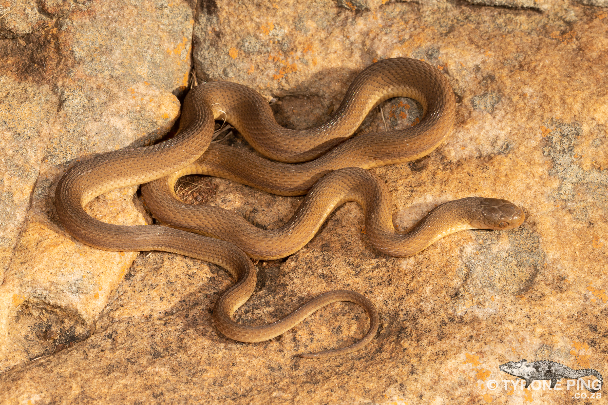 Southern Brown Egg Eater Dasypeltis inornata - NON VENOMOUS