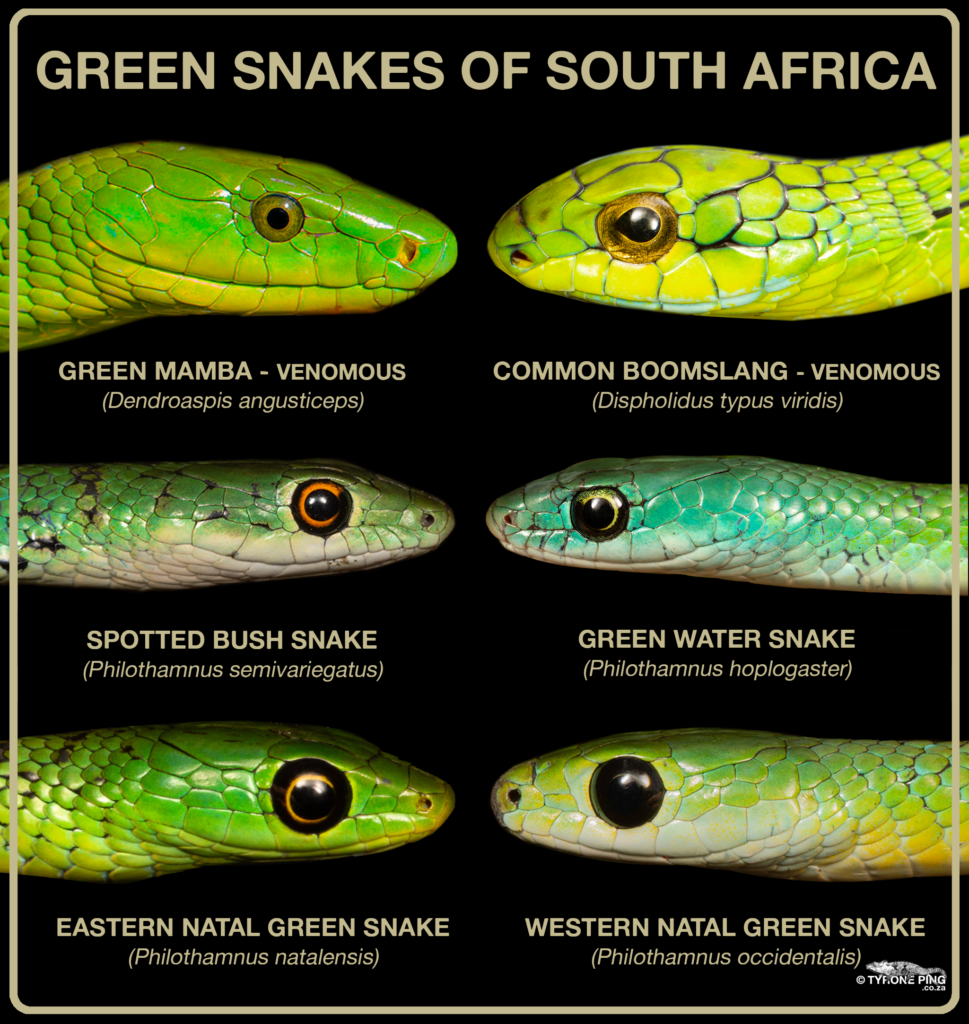 Black and Green Mamba Snake - Hluhluwe Game Reserve