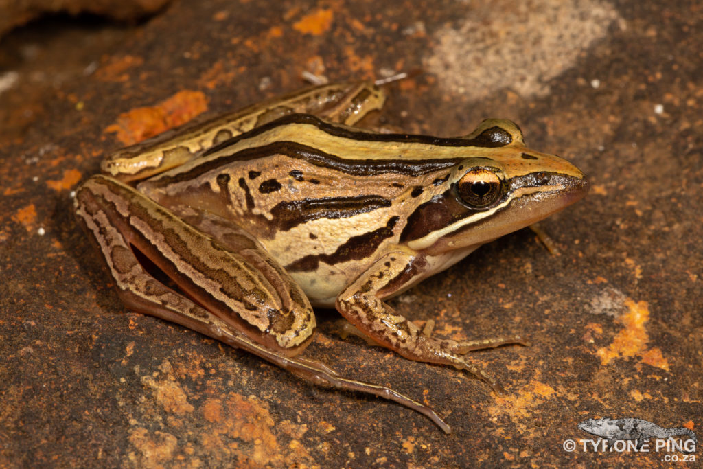 Mistbelt Moss Frog  Anhydrophryne ngongoniensis