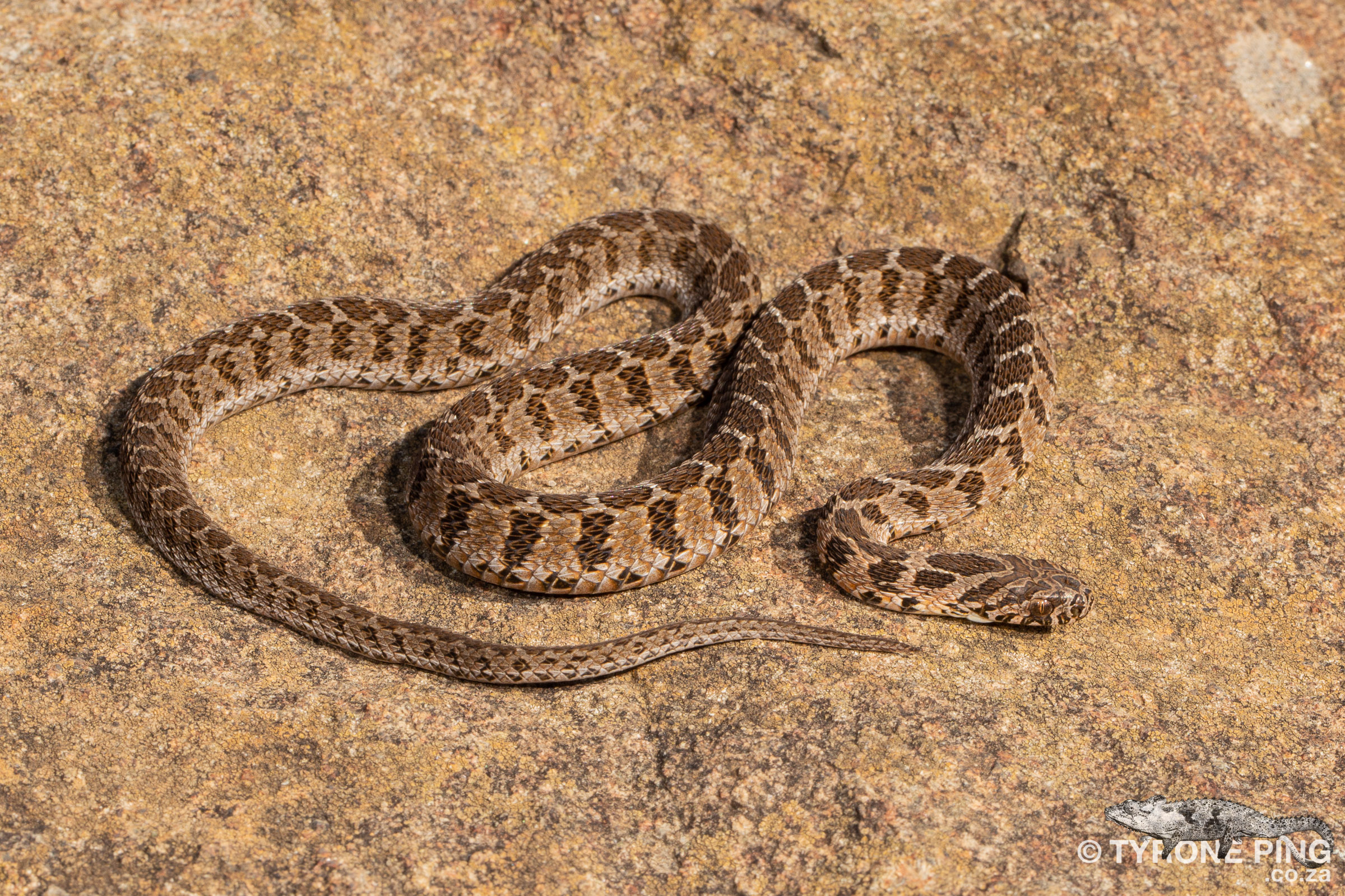 Rhombic Egg Eater (Dasypeltis scabra) - Non venomous.