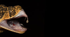 Puff Adder Fangs