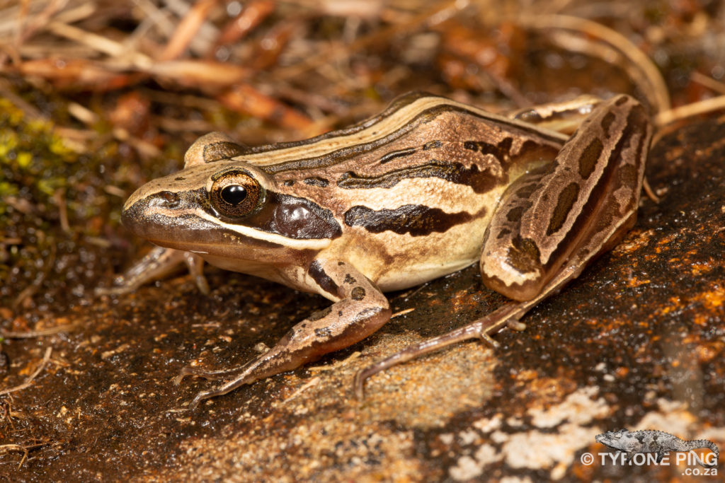 Mistbelt Moss Frog  Anhydrophryne ngongoniensis