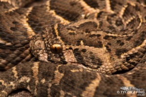 Bitis_arietans_Puff_Adder_Tyrone_Ping_2019