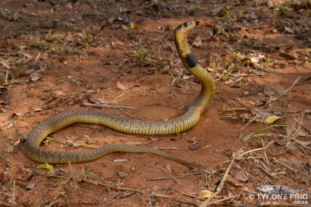 Naja annulifera / Snouted cobra in Zoo Antwerpen