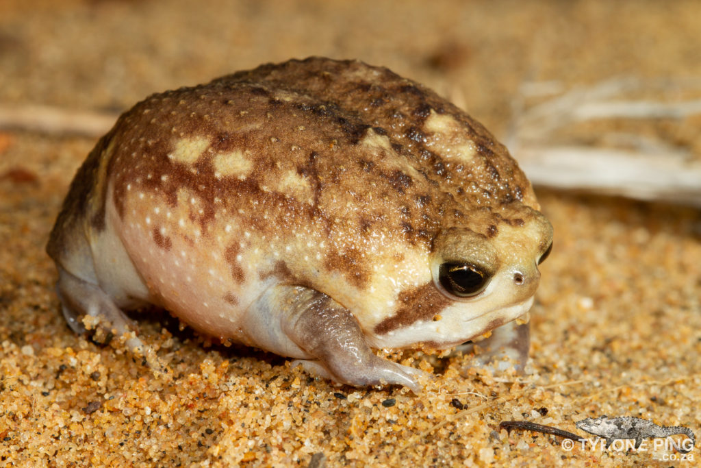 Breviceps carruthersi - Phinda Rain Frog