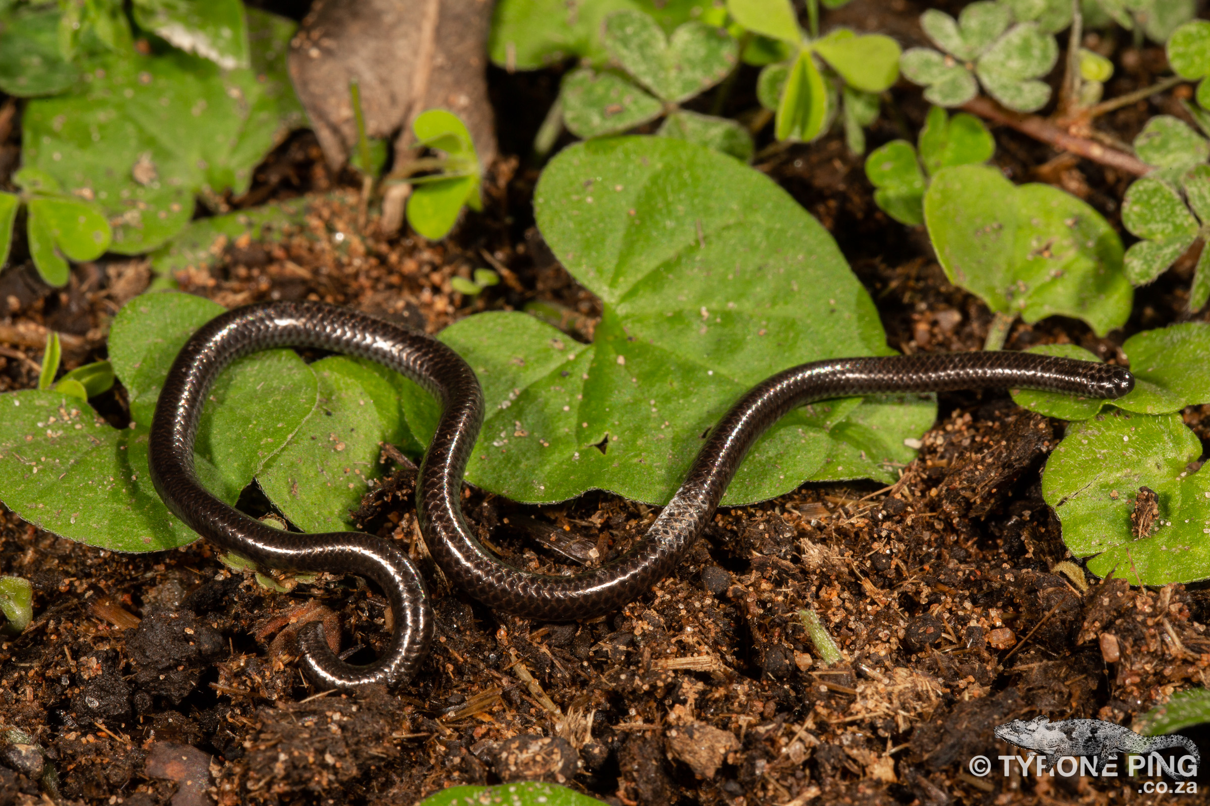 Leptotyphlops scutifrons Peters' Thread Snake
