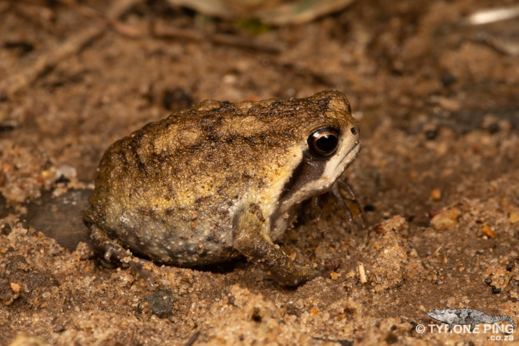 Breviceps sopranus - Whistling Rain Frog